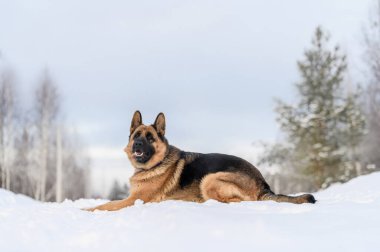 Kışın doğada çoban köpeği