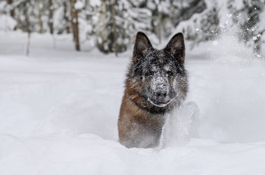 Kışın açık havada karla oynayan çoban köpeği.