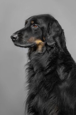 Gri arkaplanda siyah Hovawart portresi