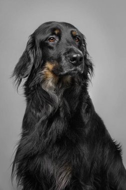 Gri arkaplanda siyah Hovawart portresi
