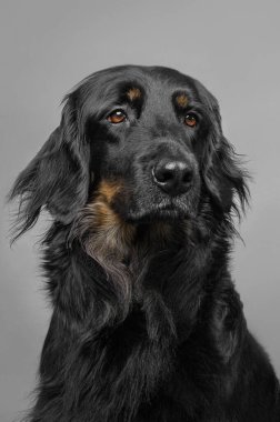 Gri arkaplanda siyah Hovawart portresi