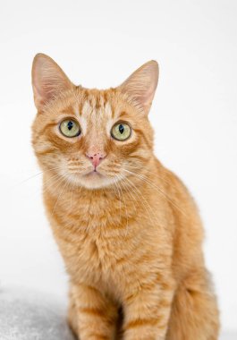 Zencefilli kedi ve hafif arka planda Noel topları