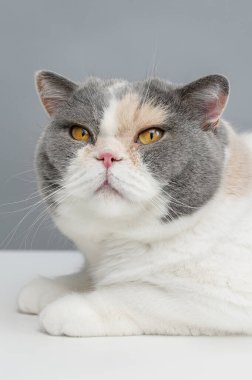 Sahibi olmayan, yeni bir ev arayan bir kedi.