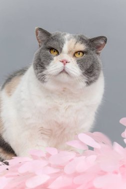 Pembe sakura yapraklı İngiliz kedisi bahar