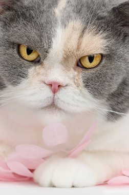 Pembe sakura yapraklı İngiliz kedisi bahar