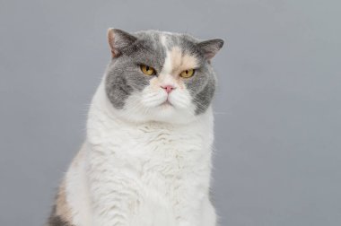 Gri arka planda egzotik kedi