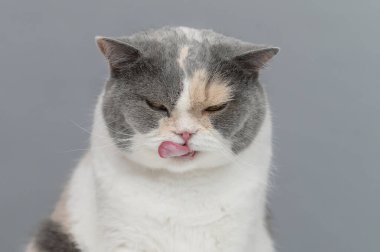 Gri arka planda egzotik kedi