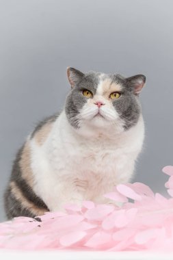 Pembe sakura yapraklı İngiliz kedisi bahar