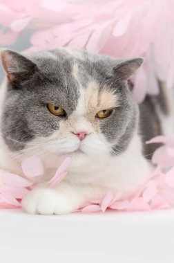 Pembe sakura yapraklı İngiliz kedisi bahar