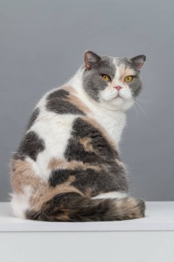 Gri arka planda egzotik kedi