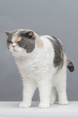 Gri arka planda egzotik kedi