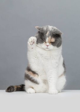 Gri arka planda oynayan egzotik kedi