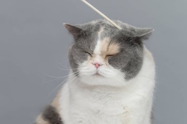 İngiliz kedisini tırmalayan bir adam.