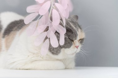 Pembe sakura yapraklı İngiliz kedisi bahar