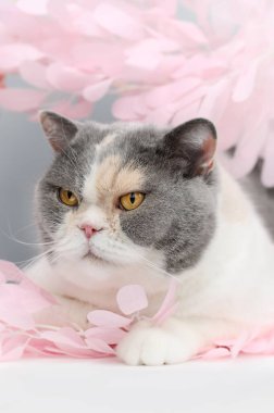 Pembe sakura yapraklı İngiliz kedisi bahar