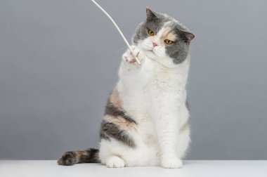 Gri arka planda oynayan egzotik kedi