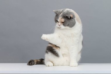 Gri arka planda oynayan egzotik kedi