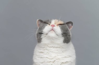 Gri arka planda egzotik kedi