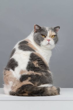 Gri arka planda egzotik kedi