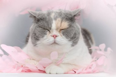 Pembe sakura yapraklı İngiliz kedisi bahar