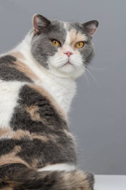 Gri arka planda egzotik kedi