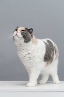 Gri arka planda egzotik kedi