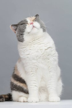 Gri arka planda egzotik kedi