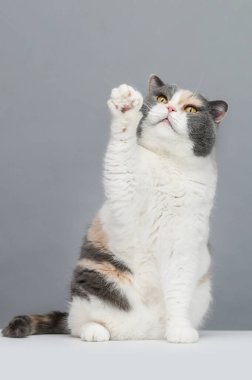 Gri arka planda oynayan egzotik kedi