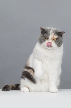 Gri arka planda egzotik kedi