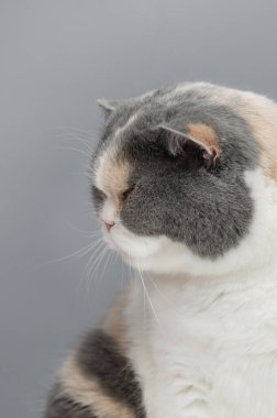 Gri arka planda egzotik kedi