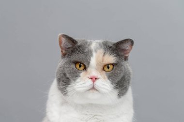 Gri arka planda egzotik kedi