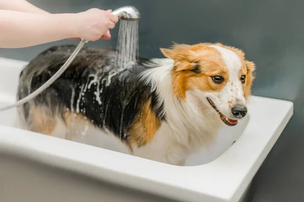 犬はお風呂で洗われます — ストック写真