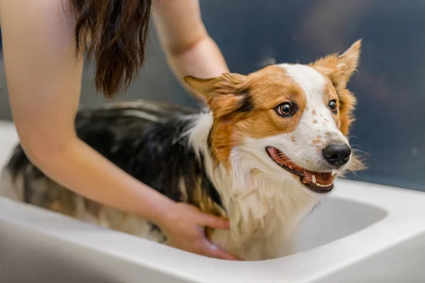 the dog is washed in the bath