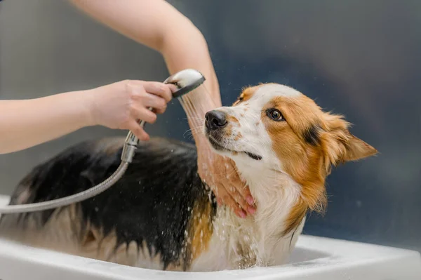 犬はお風呂で洗われます — ストック写真