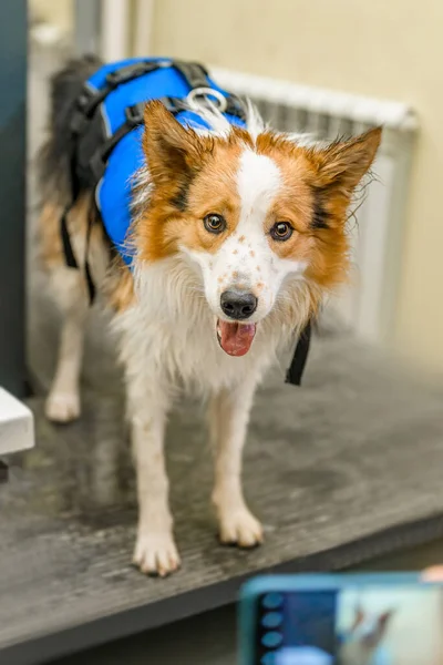 ライフジャケットを着た犬 — ストック写真