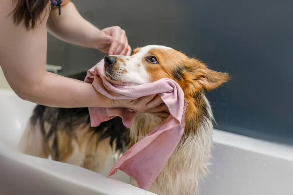 Köpek banyoda yıkanır.