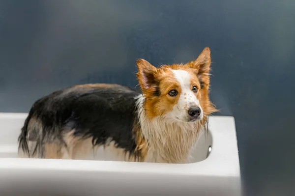 the dog is washed in the bath