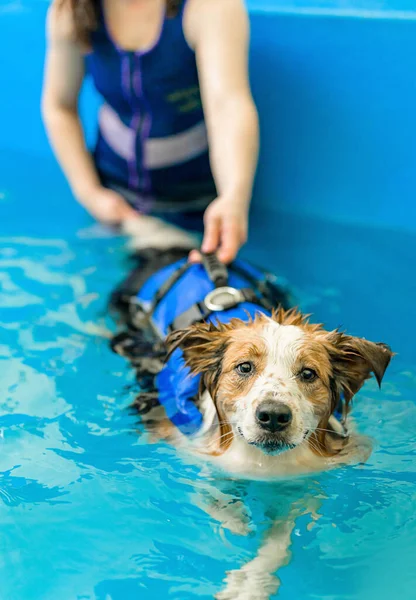 Собака Плаває Собачому Басейні — стокове фото