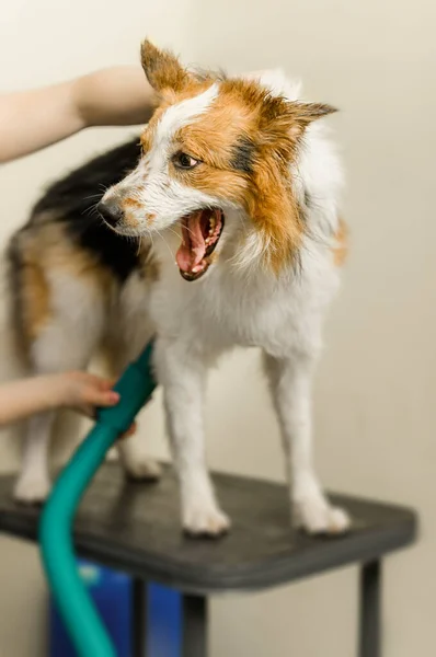 Perro Seca Con Compresor — Foto de Stock