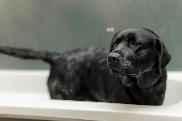 Собака Моется Ванне — стоковое фото