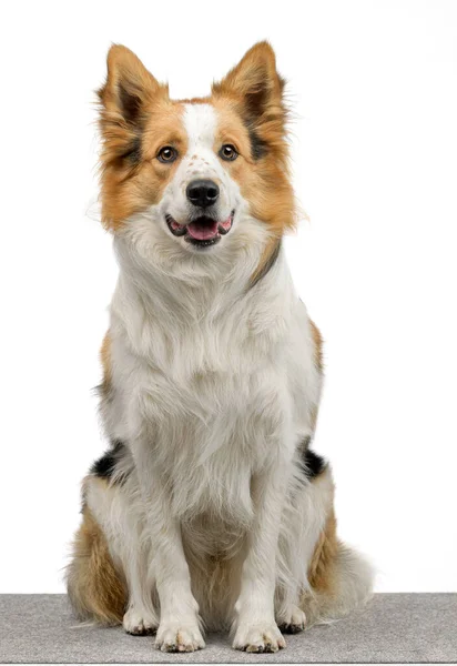 Bordo Collie Sfondo Bianco — Foto Stock