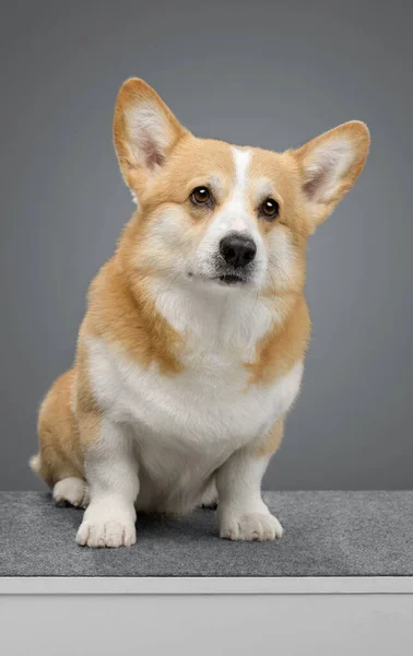 Walijski Corgi Pembroke Szarym Tle — Zdjęcie stockowe