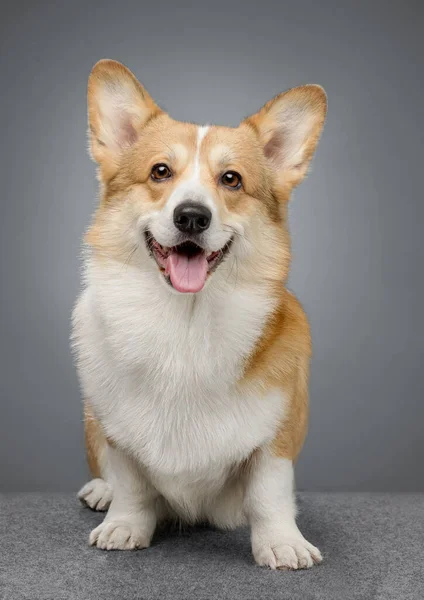 Galês Corgi Pembroke Fundo Cinza — Fotografia de Stock