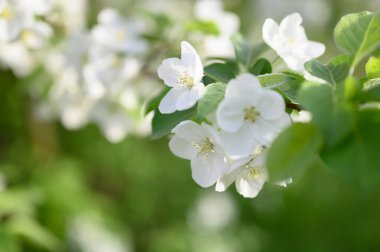 İlkbaharda elma çiçeği