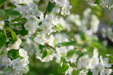 İlkbaharda elma çiçeği