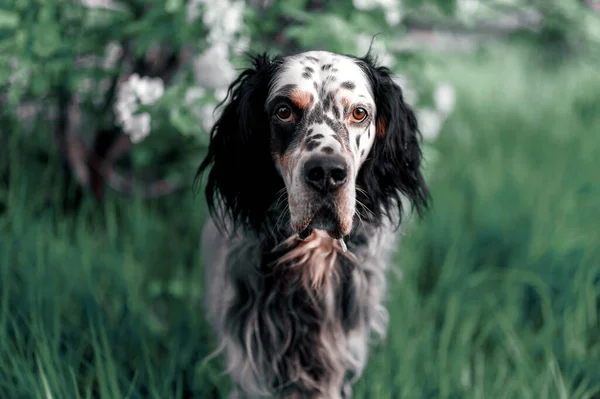 Setter Anglais Fleurs Pomme Printemps — Photo