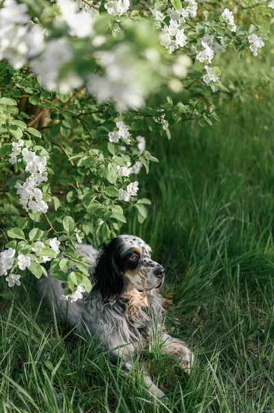 Setter Anglais Fleurs Pomme Printemps — Photo