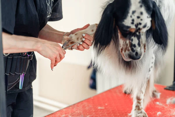 scissoring dog paws in a grooming salon
