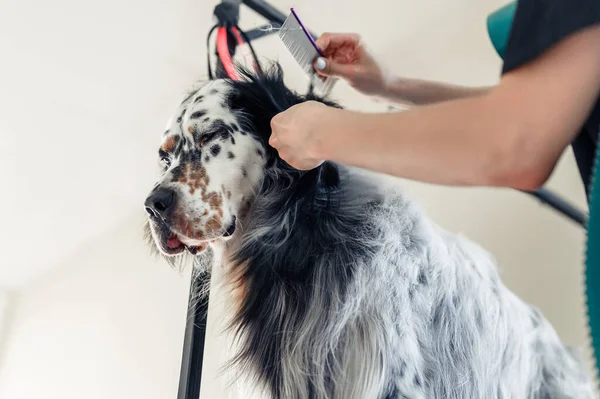 ペットのグルーマー乾燥犬の毛皮ヘアドライヤー付き — ストック写真