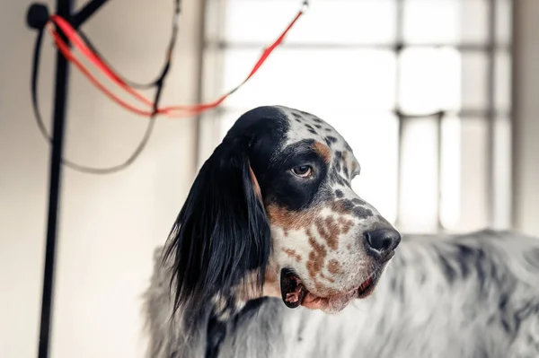 Cane Setter Inglese Salone Toelettatura — Foto Stock